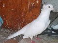 kaftar irani hama washa 0001
