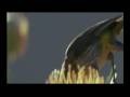 Sample vid 1 Sample vid 1
