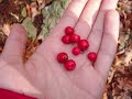 Winter Wild Edibles Winter Wild Edibles
