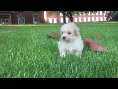 Teddy the MaltiPoo is the perfect puppy who loves to cuddle