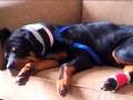 Pet Photo To DVD Montage Sample