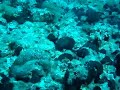 Triton Scuba Diving Centre Video
