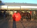 Ahab and the Big Red Ball