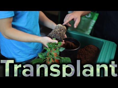 how to replant small plants