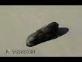 FOCA EM TRAMANDA�!