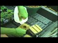 I GROW CHRONIC - PART 9 (legendado)