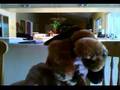 Assistir ao v�deo