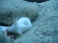 Mice Cannibalism Mice Cannibalism