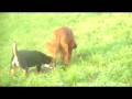 spielende Hunde - Setter, Entlebucher, Schäferhund-Mix
