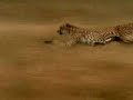 Cheetah_Chase_Deer_Guy_Chase_Deer? Cheetah_Chase_Deer_Guy_Chase_Deer?
