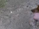 Busca Billy