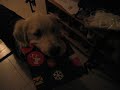 Brevbärarhunden! Brevbärarhunden!