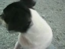 videos de Fiona