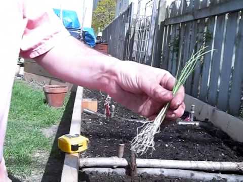 how to replant leeks