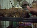 神奇的兔子催眠Magic Hypnotism of Rabbits