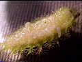 Parasitoid infested caterpillar Parasitoid infested caterpillar