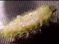 Parasitoid infested caterpillar