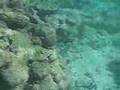St Thomas Snorkeling