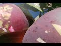 Picking Apples