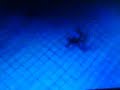 i flew and got a great score of 1448 try and beat it