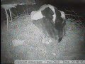 drie kuikens drie kuikens
