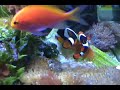 Onyx Percula Clownfish Spawning / Mating Time Lapse 4X Vid Onyx Percula Clownfish Spawning / Mating Time Lapse 4X Vid