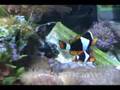 Onyx Percula Clownfish Spawning / Mating Time Lapse 4X Vid