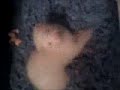 El murru cuando era bebe El murru cuando era bebe