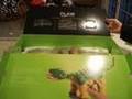 Pleo--Unboxed