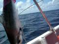 pekan jigging