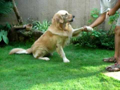 golden retreiver - Eldo - Our golden retriever is a very cute dog . He knows lots of tricks and he can do counting and addition too.