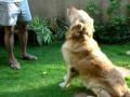 Eldo the smart and talented Golden retriever Golden Retriever