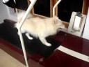 Kutti running treadmill Kutti running treadmill