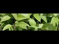 cabbage white butterfly with shadow