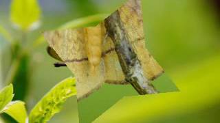 Butterfly garden - Ajit Patel UK Goldshield