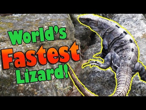 YouTube reptile video