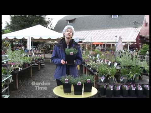 how to grow dianthus