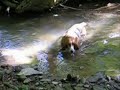 Runaway Basset Hound Runaway Basset Hound