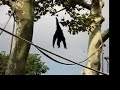 Orangutan & Gibbon Swing at Philadelphia Zoo Orangutan & Gibbon Swing at Philadelphia Zoo