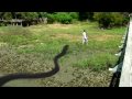 Giant Snake