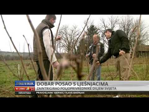 LJEŠNJAK - MALENI PLOD ZA VELIKI BIZNIS