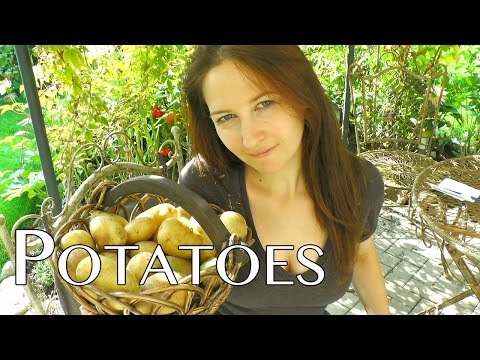 how to harvest and store potatoes
