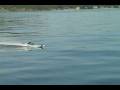 videos de King of Shaves Flat Out Lake Run #2