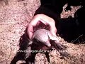 Piche en las rutas patagónicas, en Jawa 350