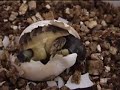 birth-testudo-hermanni.html