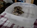 tub time for twiz
