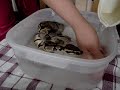 tub time for twiz