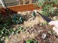 Smart watering vegetables Smart watering vegetables