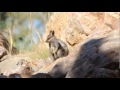 Alice Springs to Uluru via MacDonnell Ranges ...