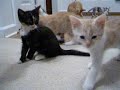Scully nursing in the living room - Part 2 Scully nursing in the living room - Part 2
